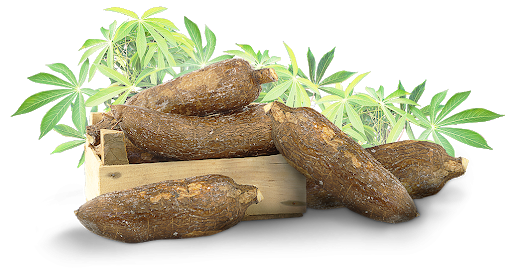 Cassava Free Clipart HD Transparent PNG Image