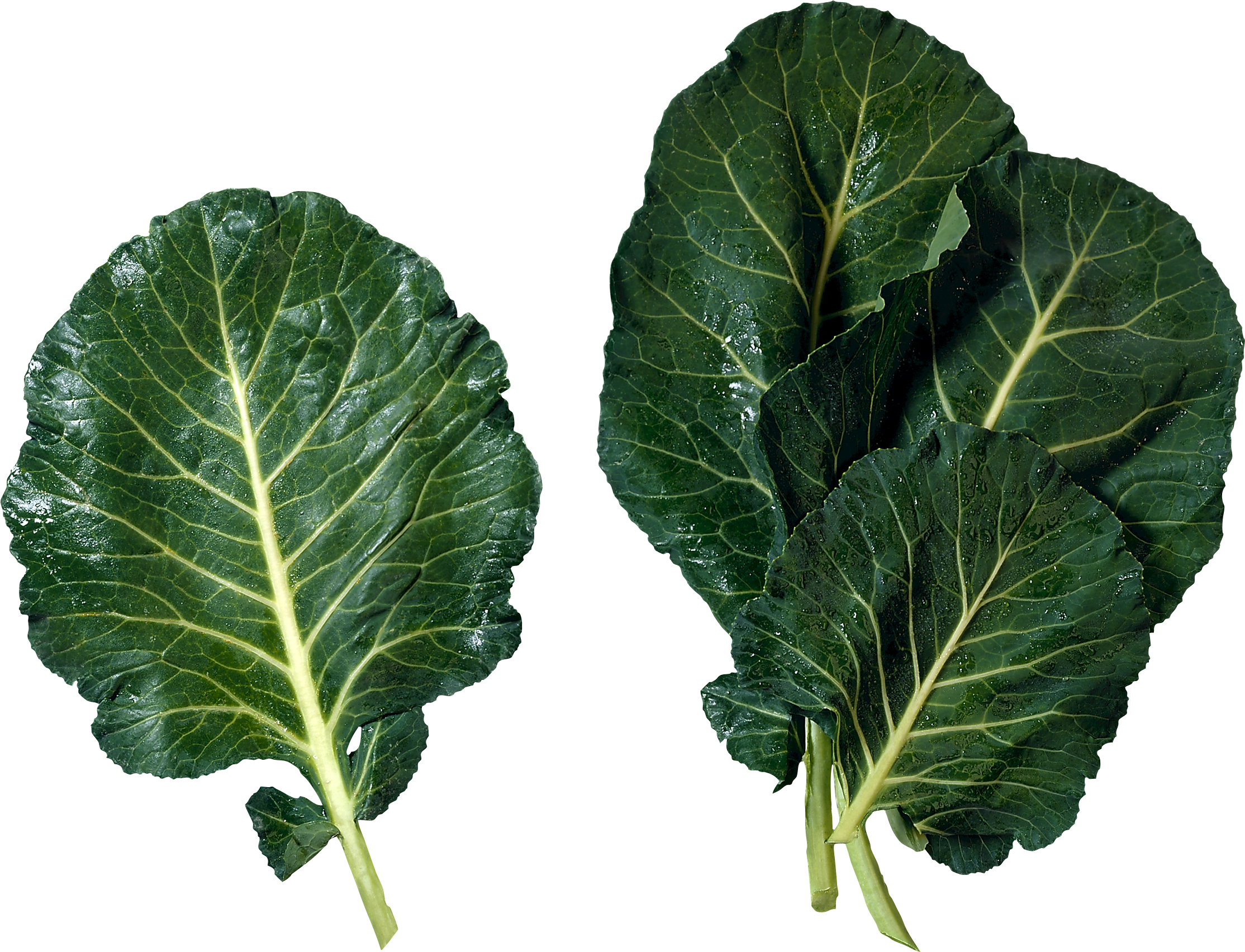 Celtuce PNG Free Photo Transparent PNG Image