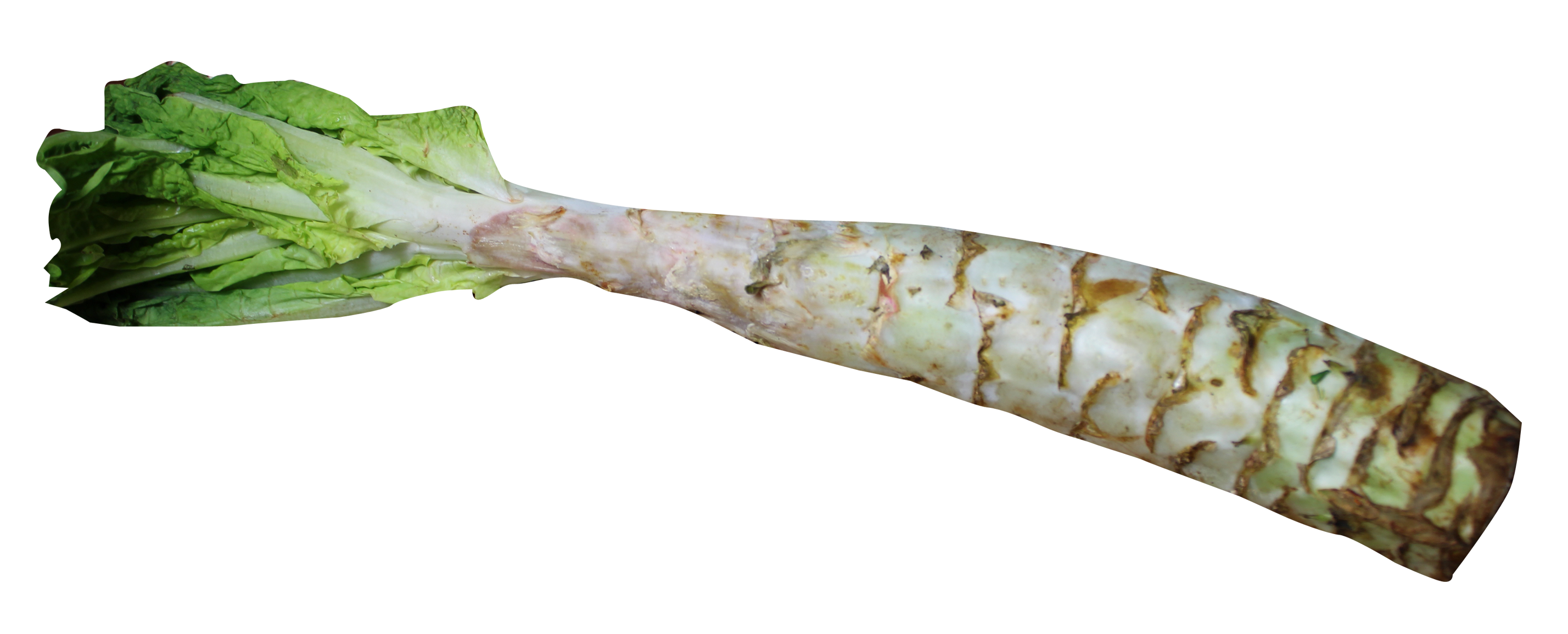 Photos Celtuce PNG Image High Quality Transparent PNG Image