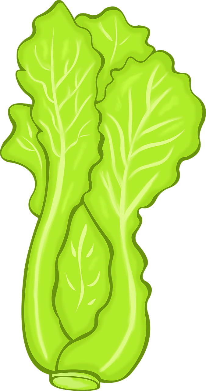 Celtuce HQ Image Free Transparent PNG Image