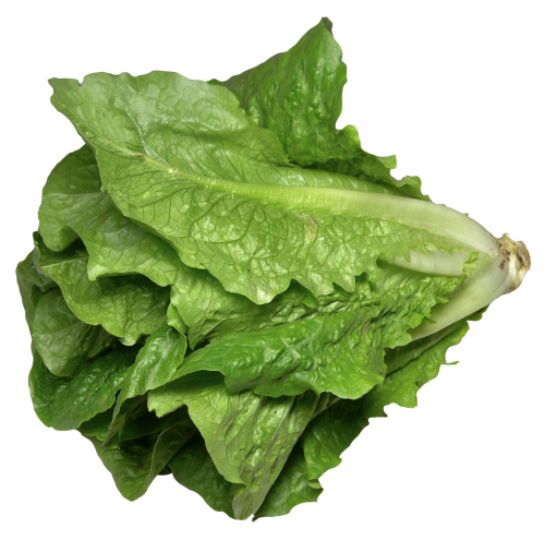 Fresh Celtuce PNG Image High Quality Transparent PNG Image