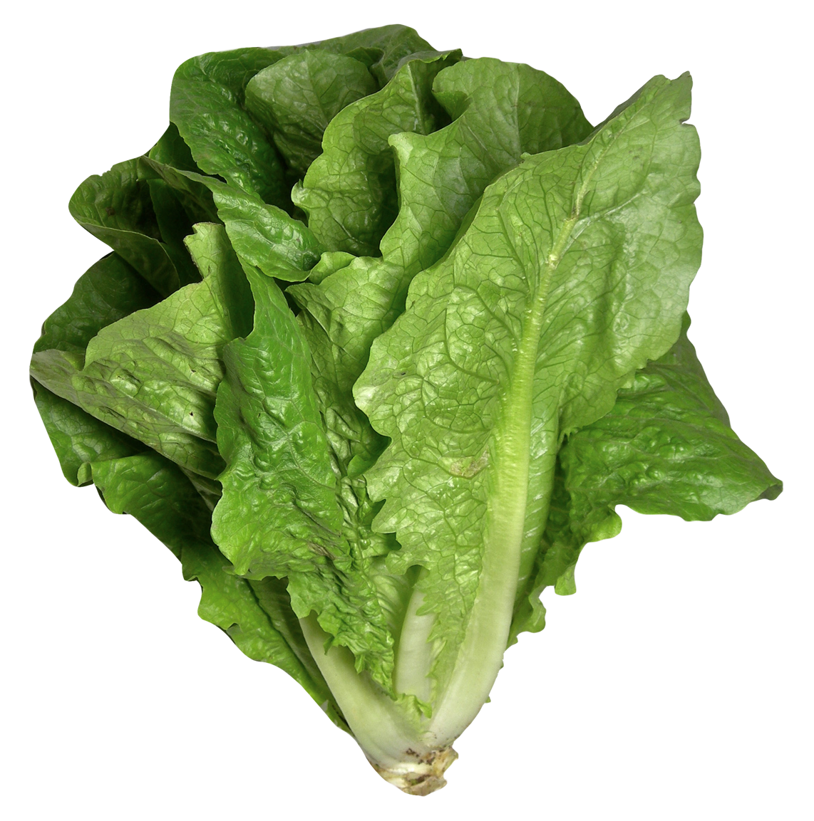 Fresh Celtuce Download HD Transparent PNG Image