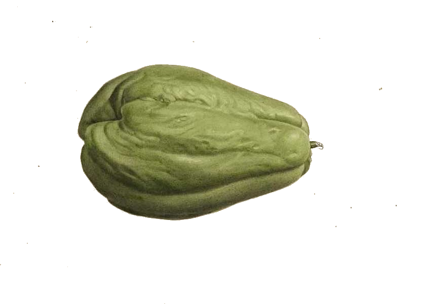 Fresh Chayote Photos PNG Image High Quality Transparent PNG Image