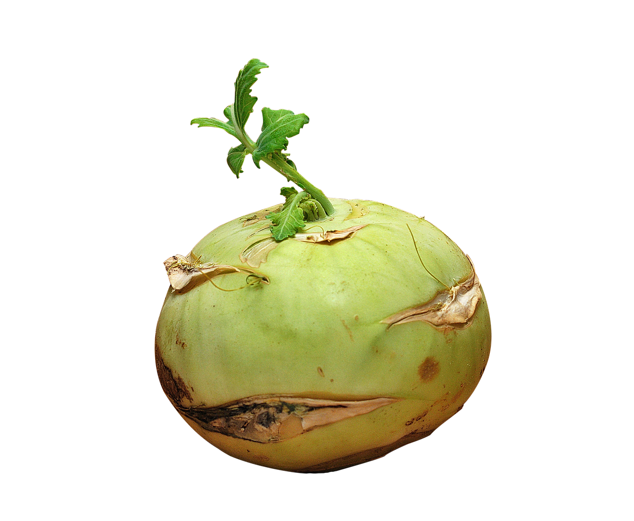 Kohlrabi HD Image Free Transparent PNG Image