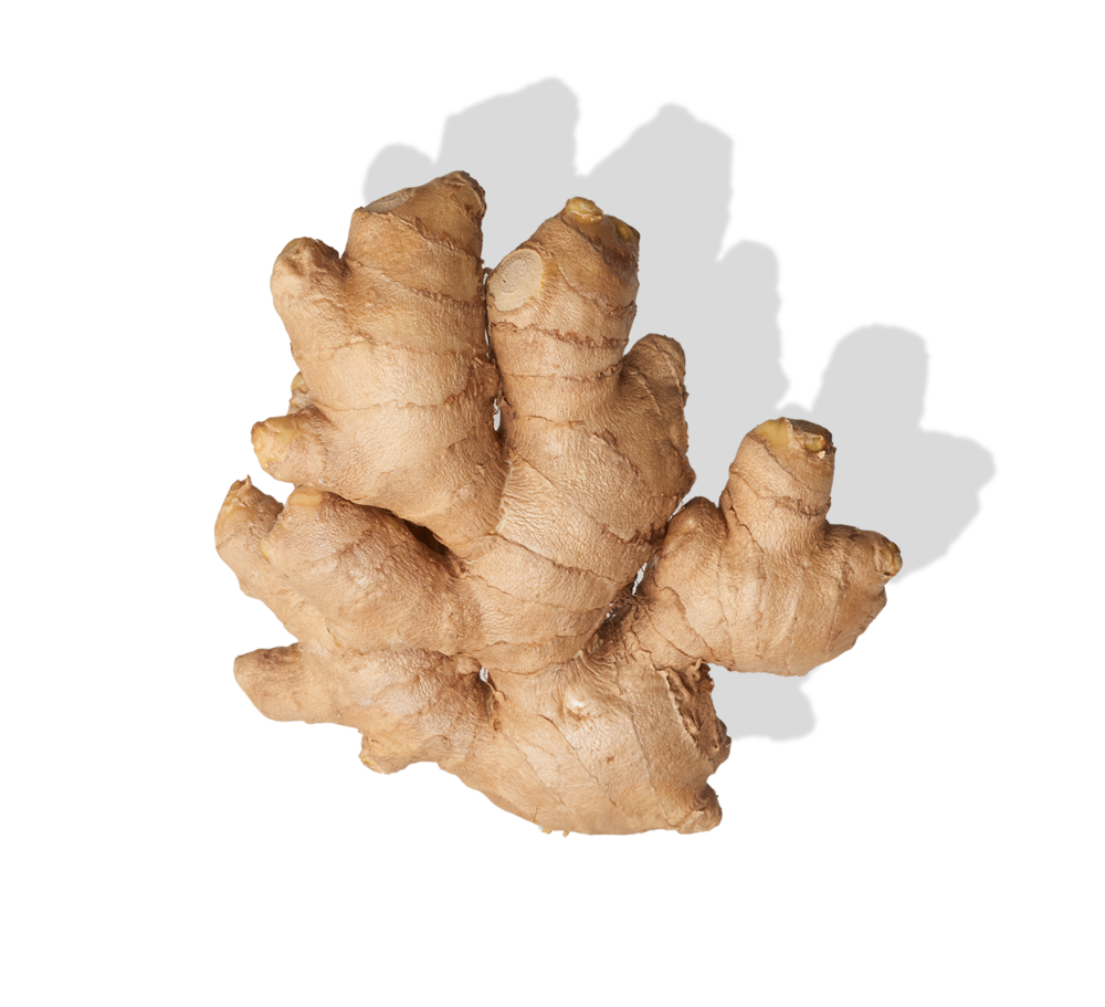 Fresh Galangal PNG Image High Quality Transparent PNG Image