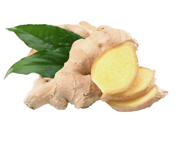 Fresh Galangal PNG Image High Quality Transparent PNG Image