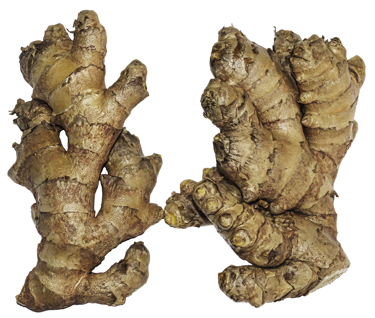 Fresh Galangal Download Free Image Transparent PNG Image