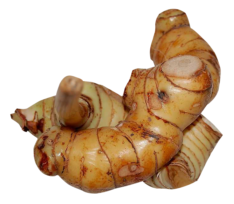 Fresh Galangal Free Transparent Image HD Transparent PNG Image