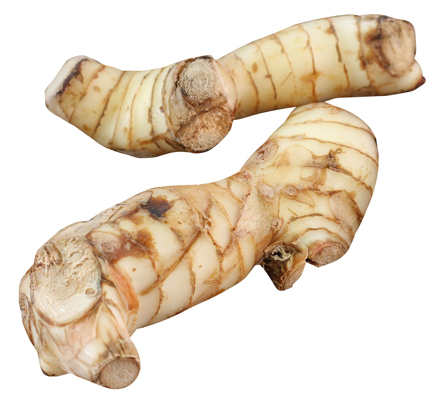 Galangal PNG Image High Quality Transparent PNG Image