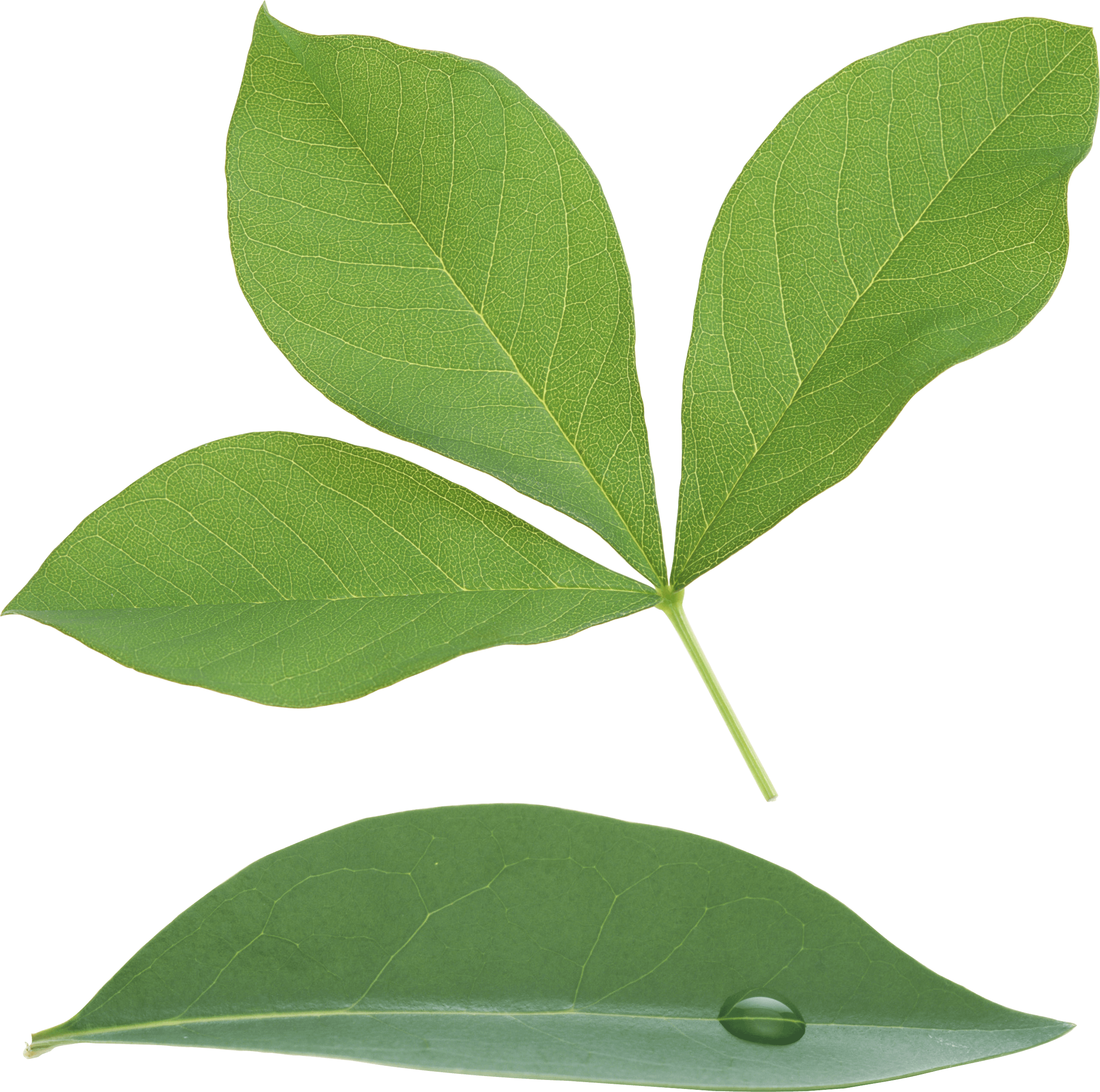 Green Leaf Png Transparent PNG Image