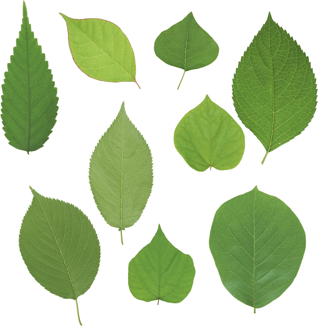 Green Leaves Picture Png Transparent PNG Image