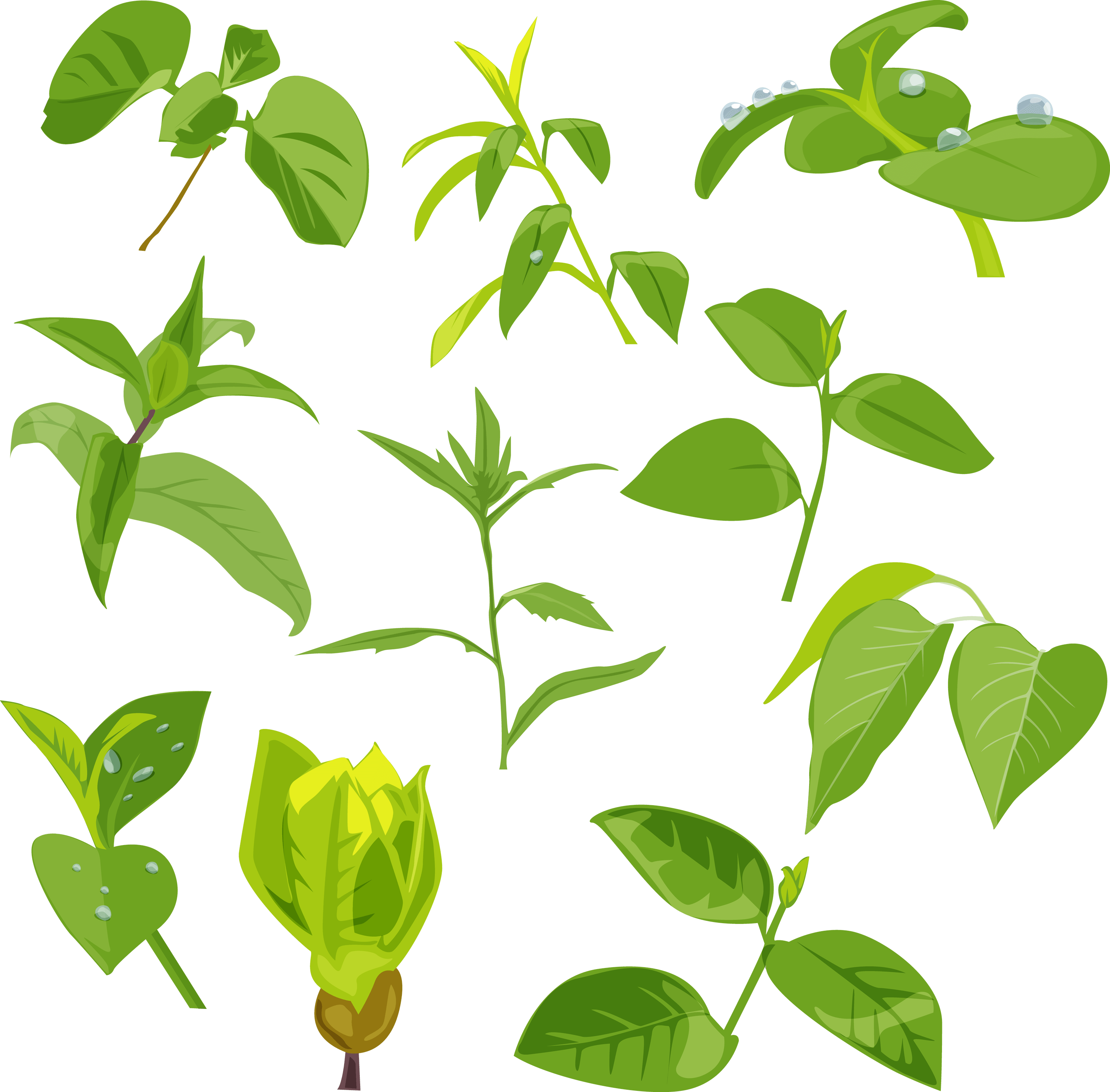 Green Leaves Picture Png Transparent PNG Image