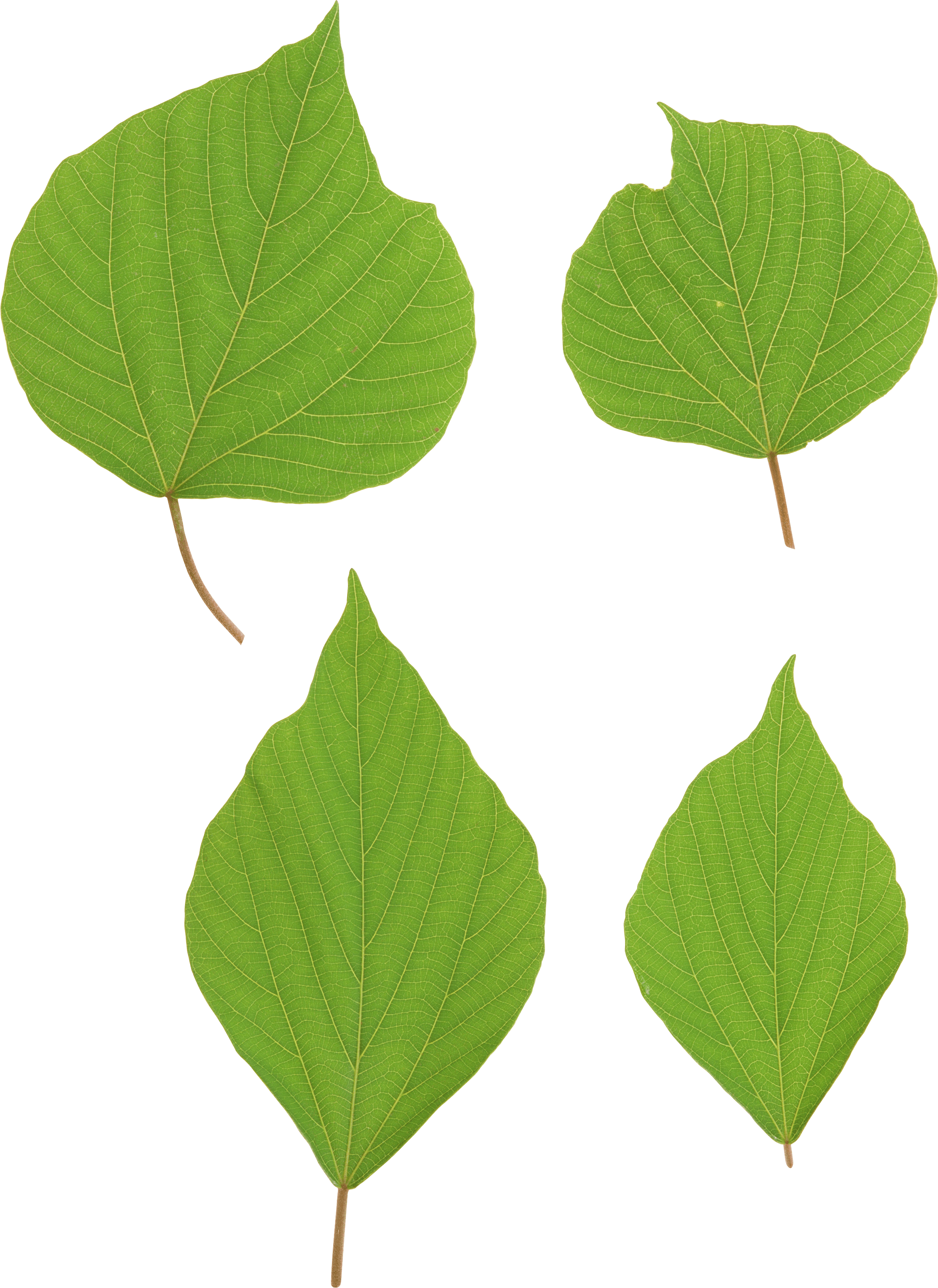 Green Leaves Picture Png Transparent PNG Image