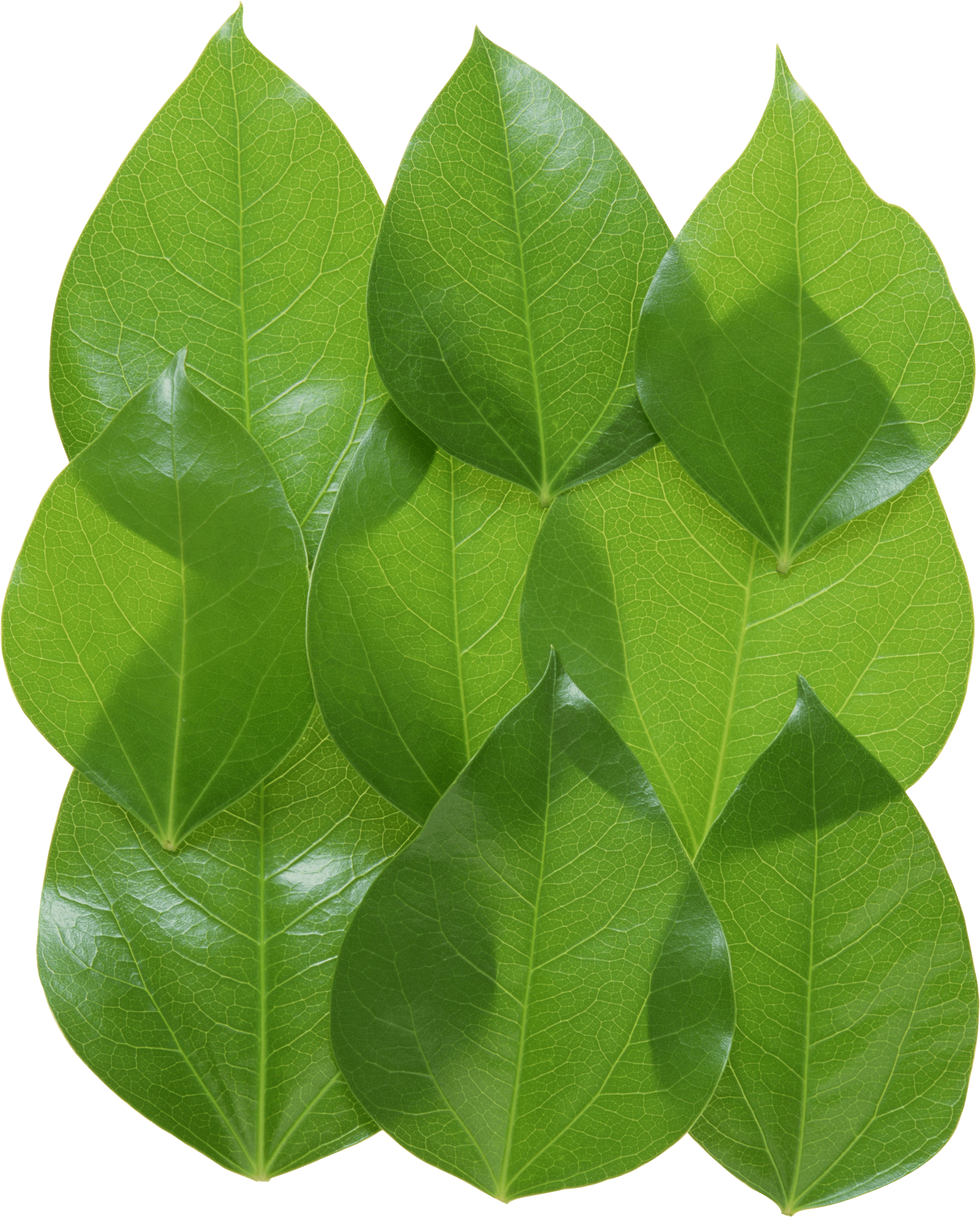 Green Leaves Picture Png Transparent PNG Image