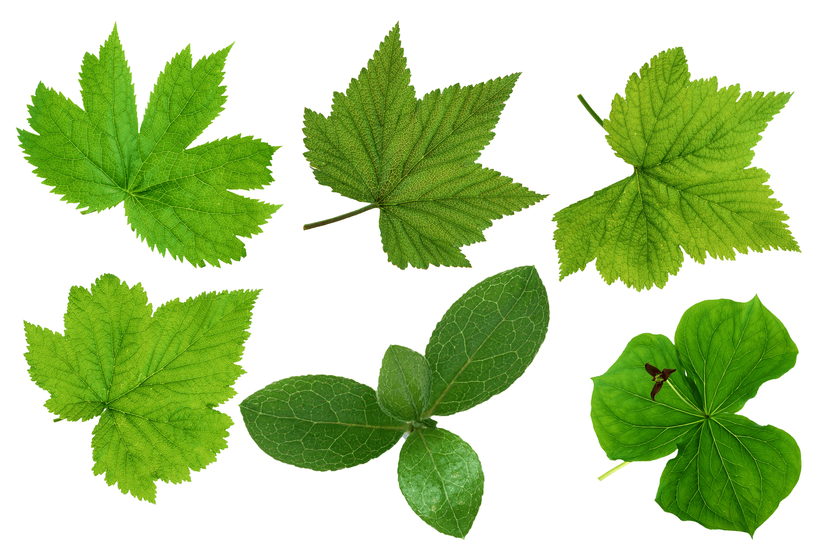 Green Leaves Picture Png Transparent PNG Image