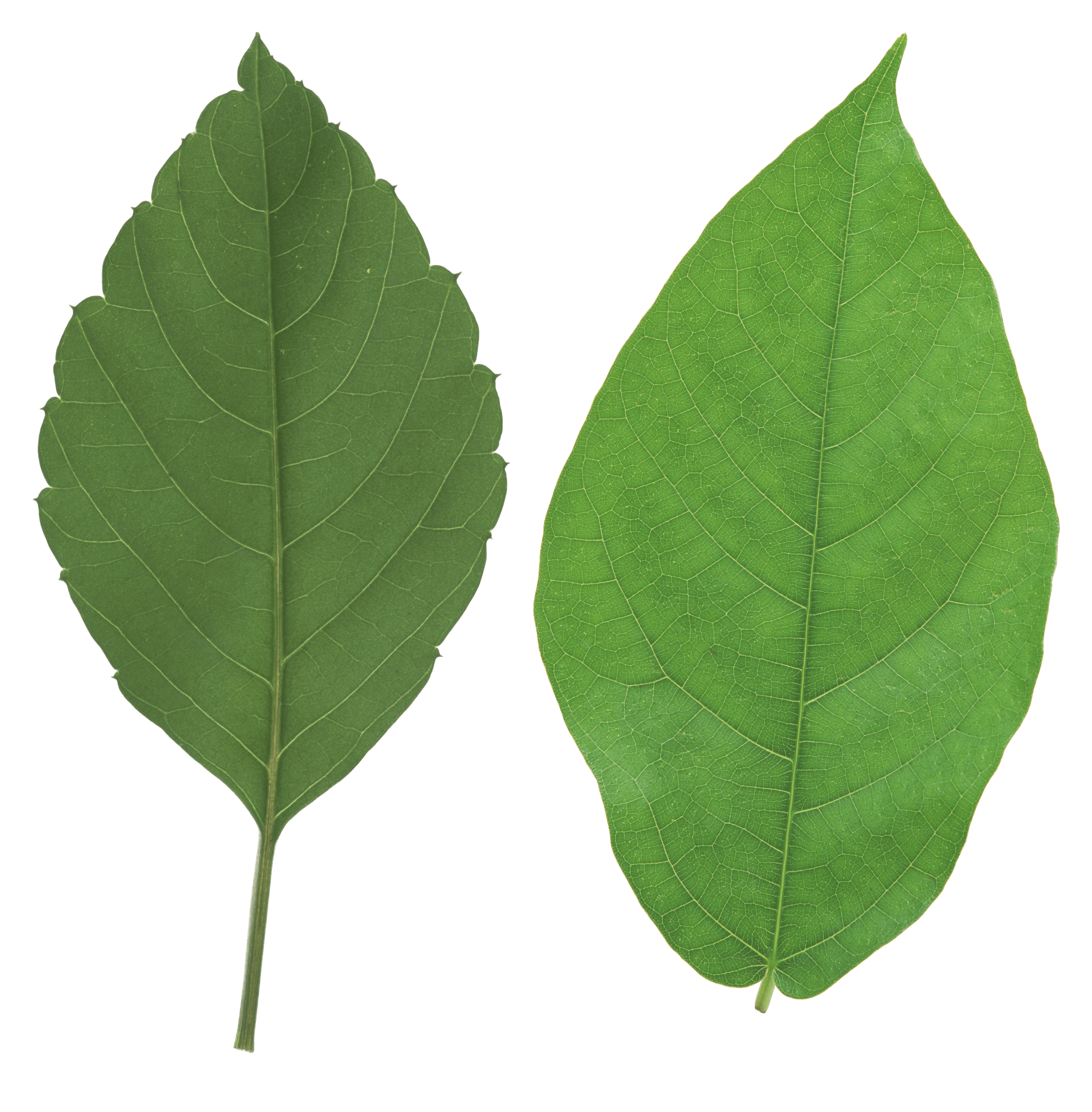 Green Leaf Png Transparent PNG Image