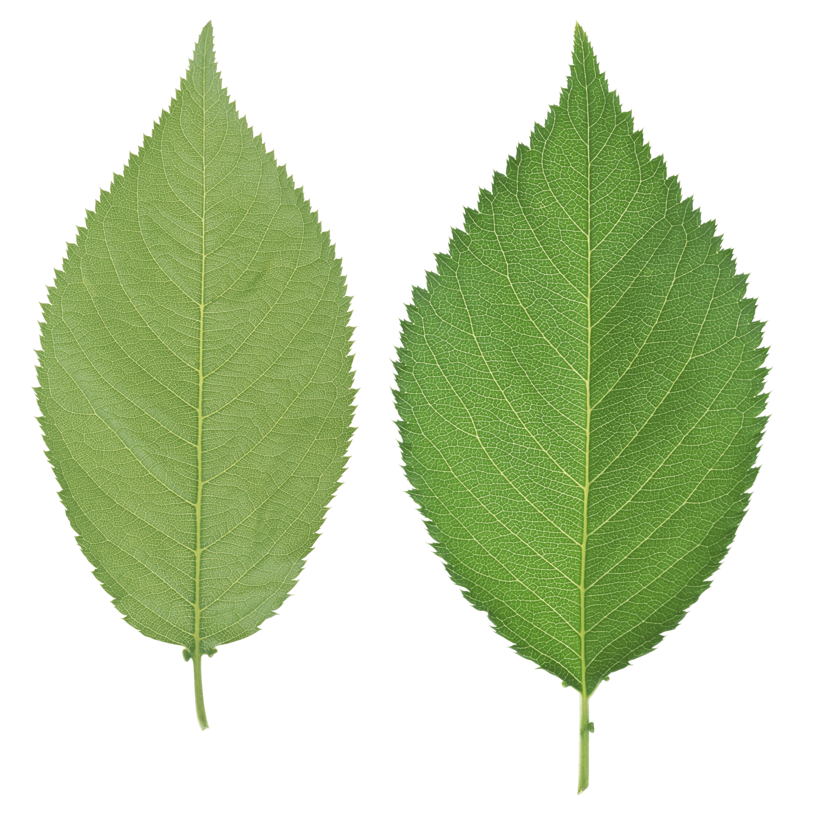 Green Leaf Png Transparent PNG Image