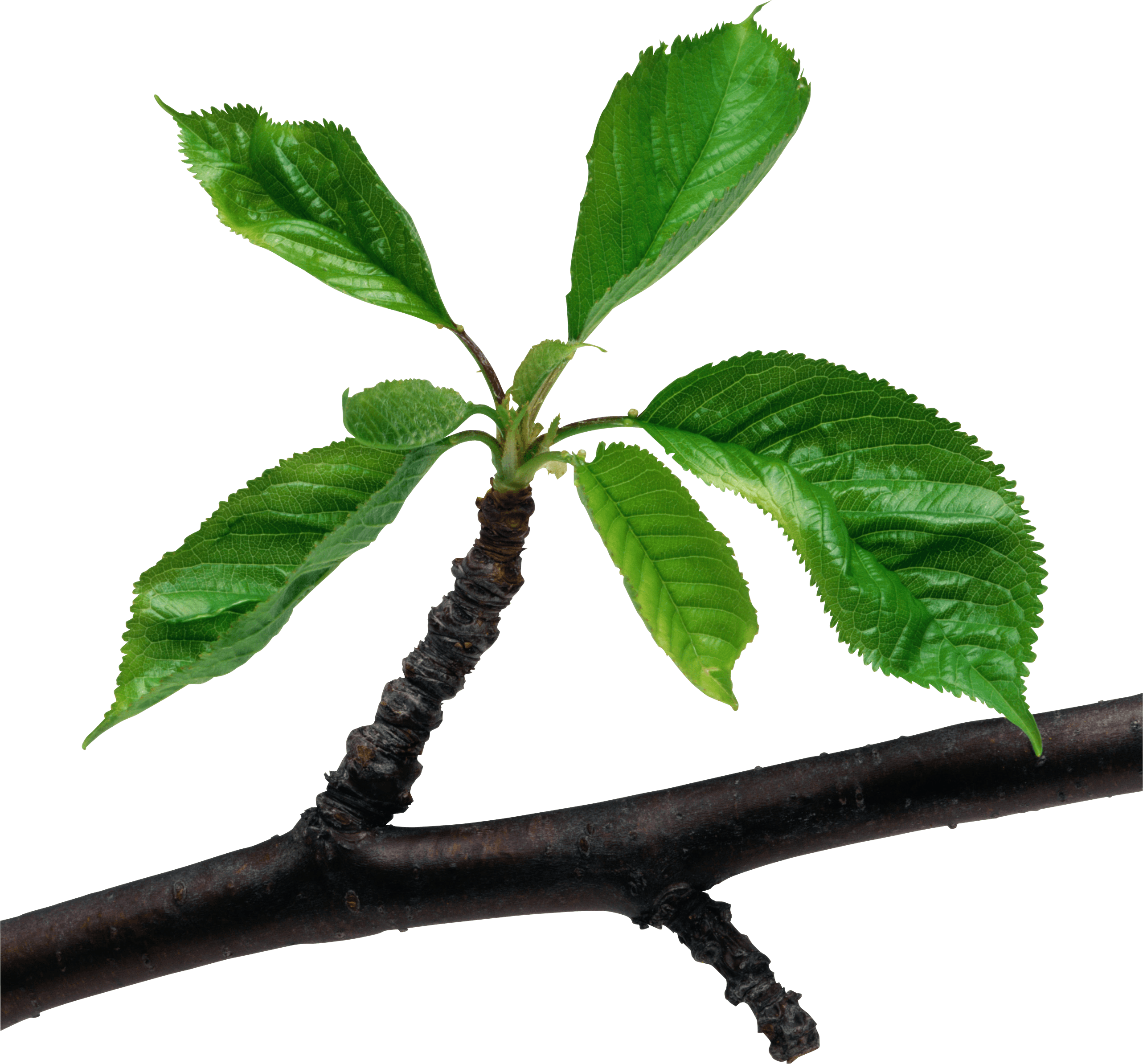 Green Leaves Branch Png Transparent PNG Image