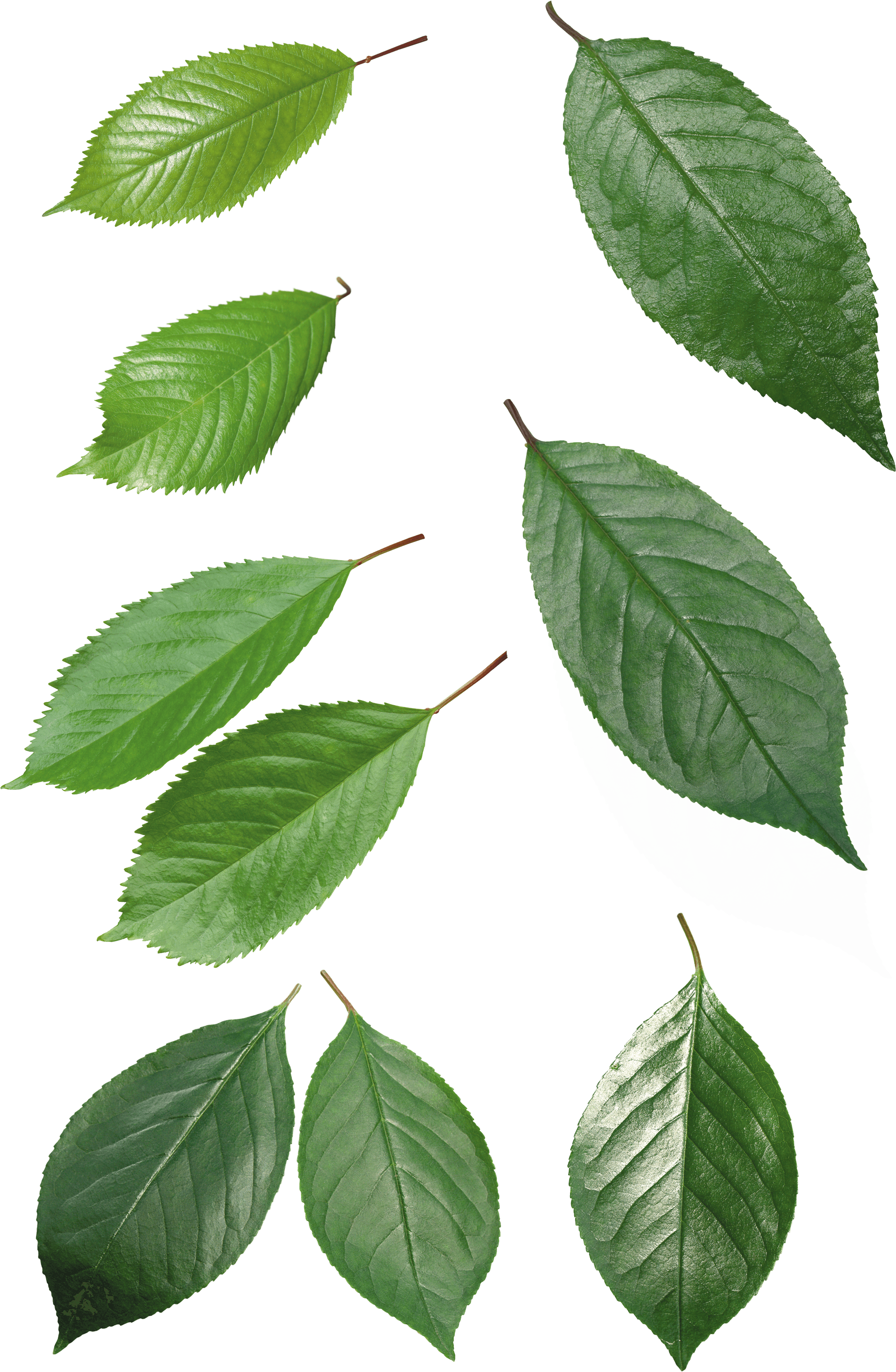 Green Leaf Png Transparent PNG Image