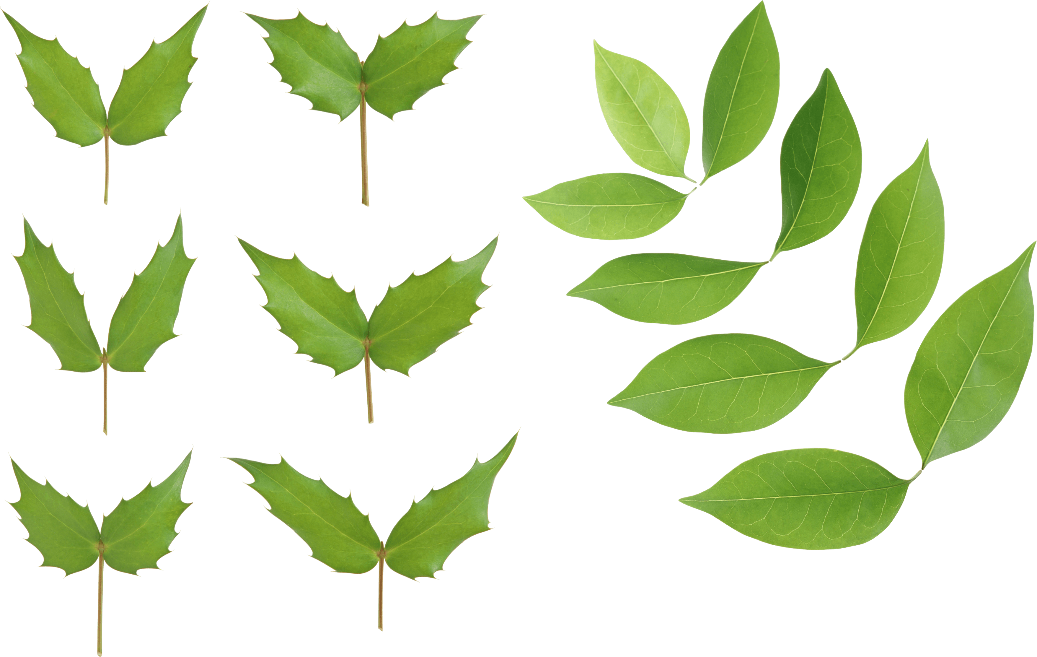 Green Leaves Picture Png Transparent PNG Image