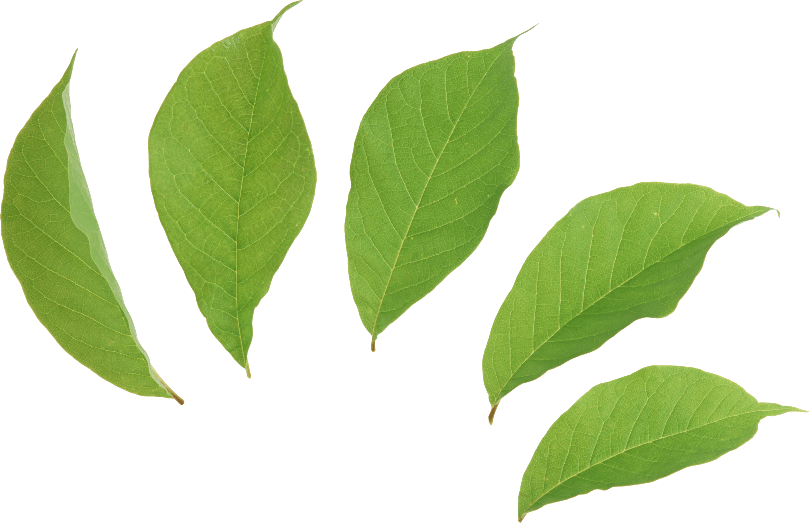 Green Leaves Picture Png Transparent PNG Image