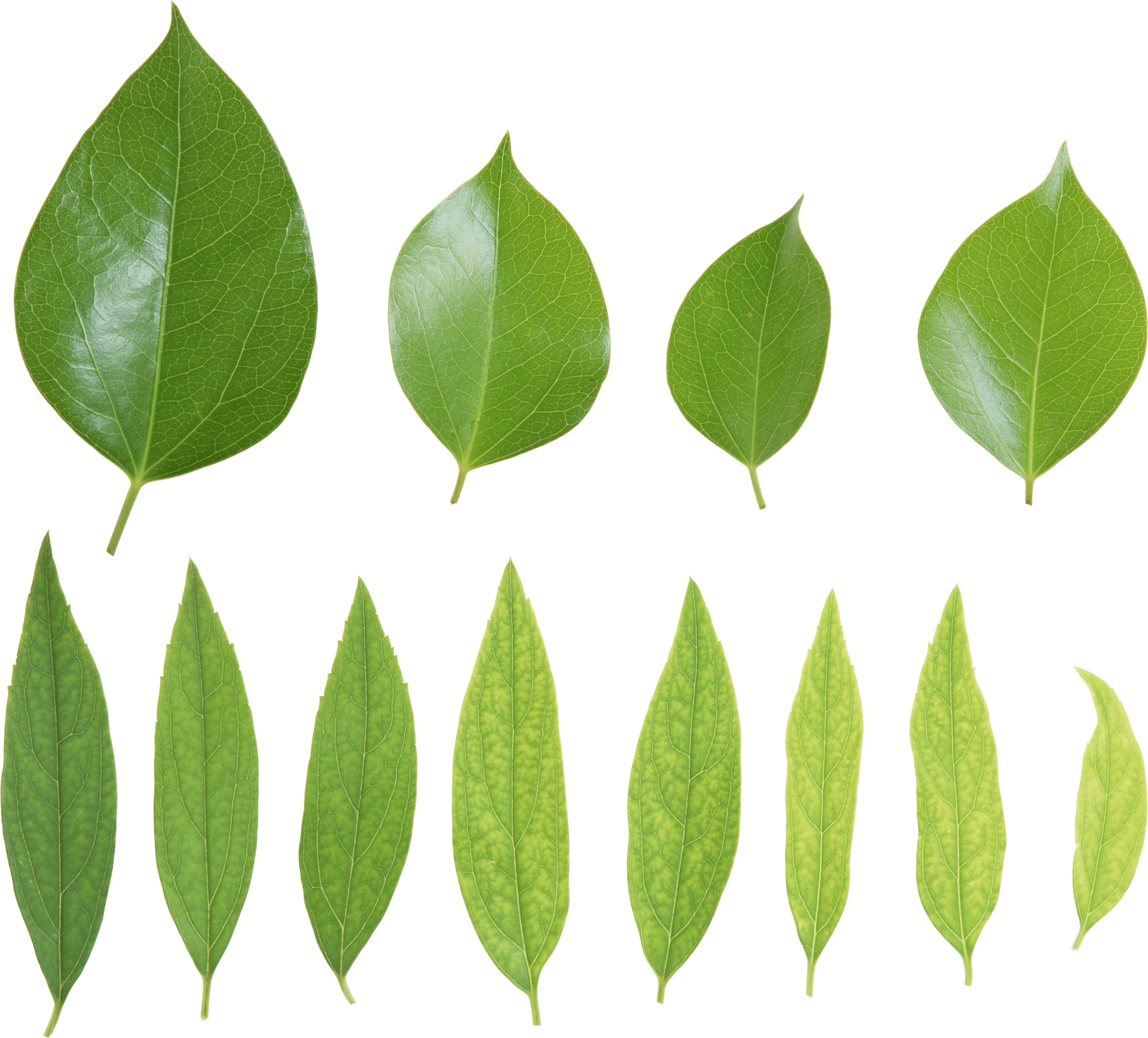 Green Leaves Picture Png Transparent PNG Image