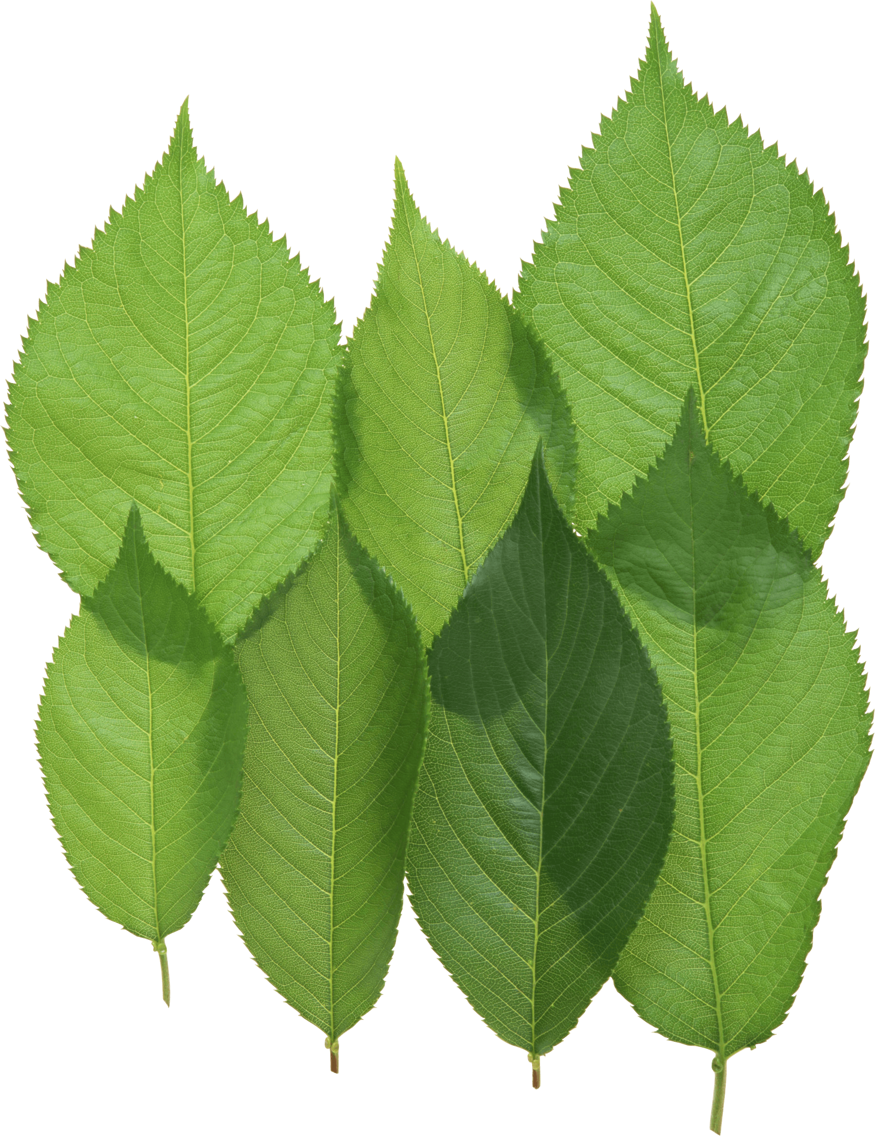 Green Leaf Png Transparent PNG Image