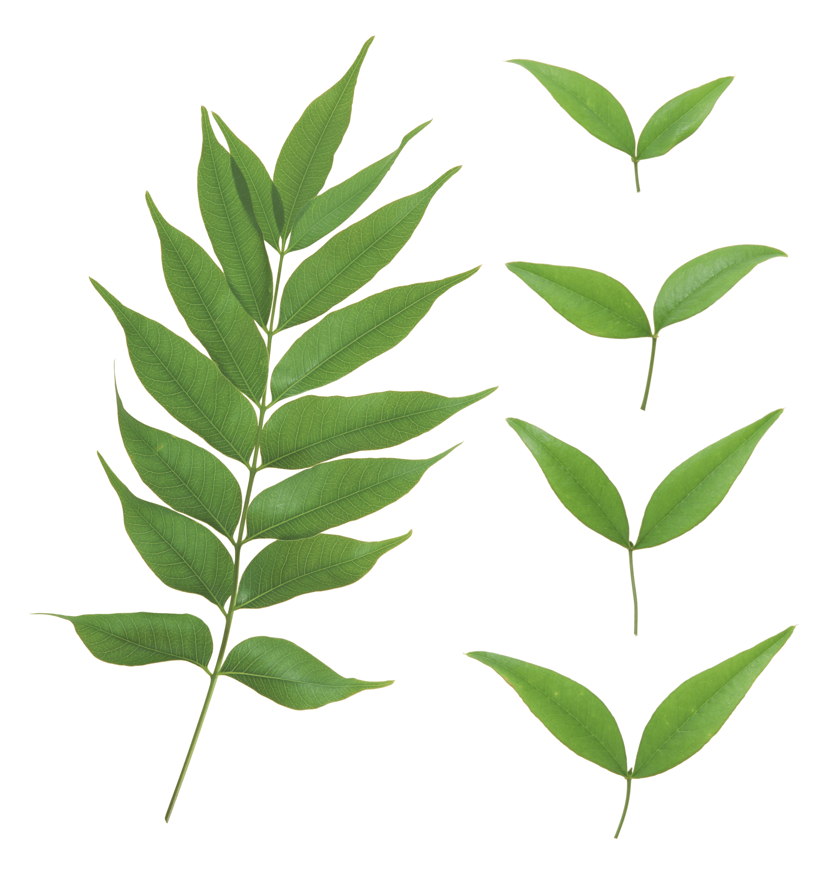 Green Leaf Png Transparent PNG Image