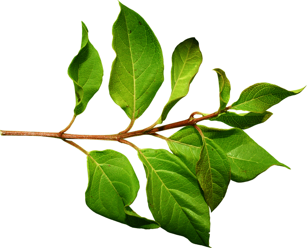 Green Leaf Png Transparent PNG Image