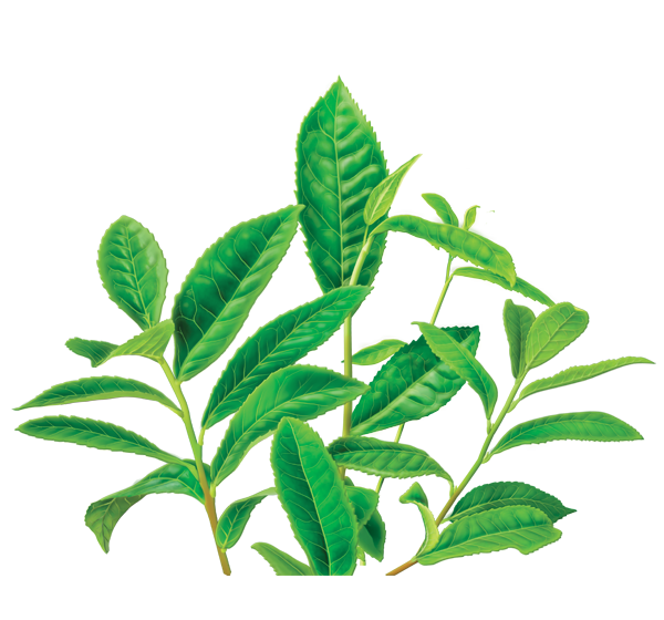 Green Tea Png Image Transparent PNG Image