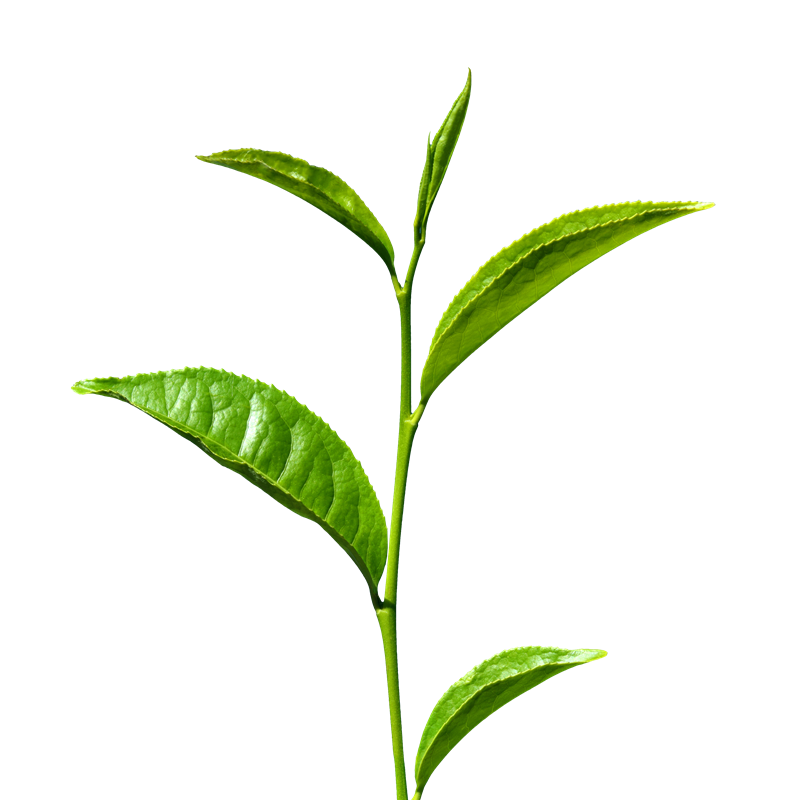 Green Tea Transparent Transparent PNG Image