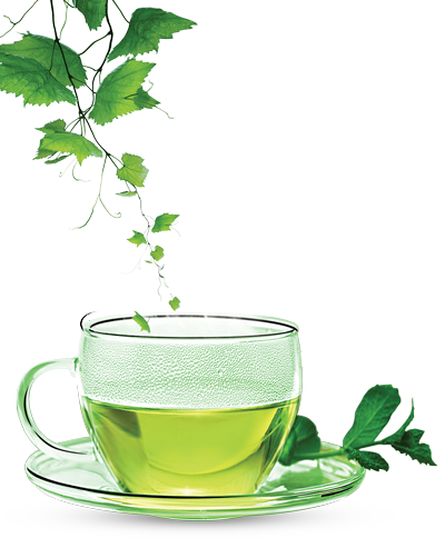 Green Tea Clipart Transparent PNG Image