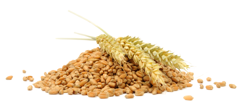 Grain PNG File HD Transparent PNG Image