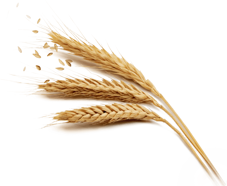 Grain Download Free Download PNG HQ Transparent PNG Image