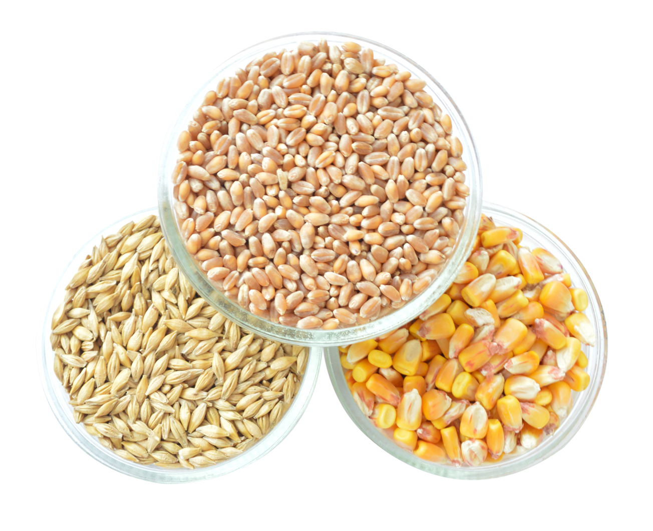 Grain Image PNG Image High Quality Transparent PNG Image