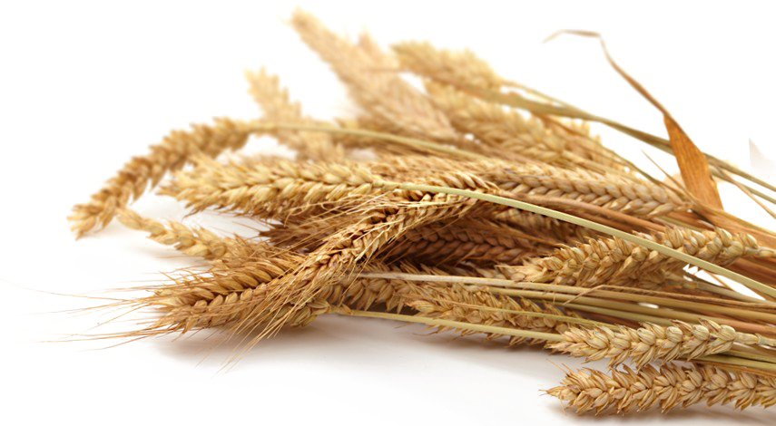 Grain Picture Download Free Image Transparent PNG Image