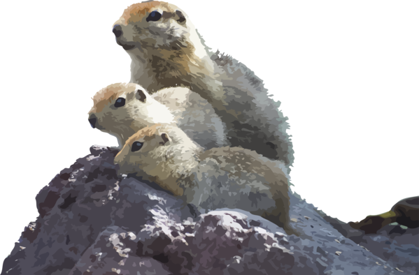 Groundhog Day Gopher Prairie Dog Adaptation For Song Transparent PNG Image