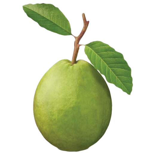 Guava Green Free Clipart HD Transparent PNG Image