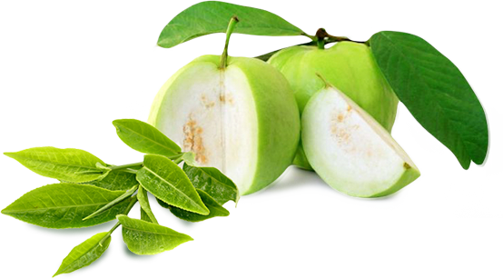 Guava Free PNG HQ Transparent PNG Image