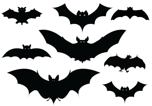 Halloween Bat Picture Transparent PNG Image