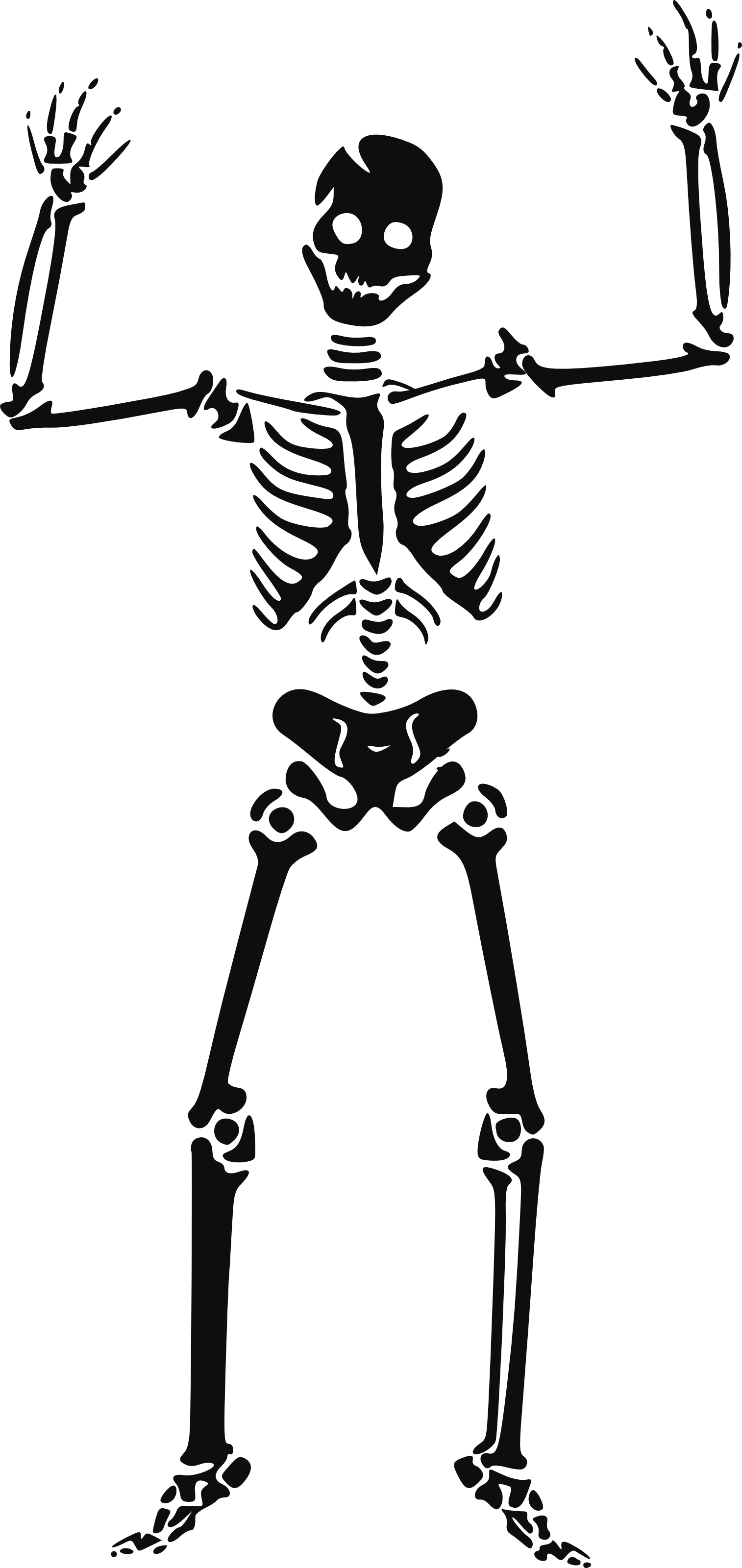 Halloween Skeleton Hd Transparent PNG Image