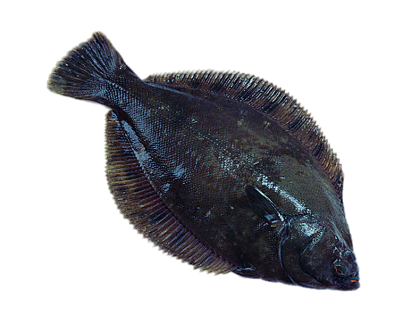 Plaice Bony Tilapia Seafood Fish European Transparent PNG Image