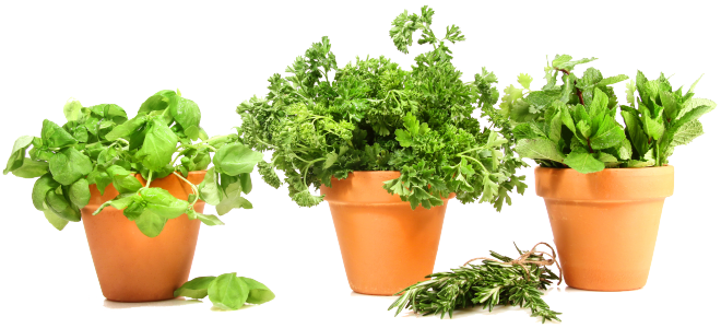 Basil Herbs Pot Leaf Download HQ Transparent PNG Image