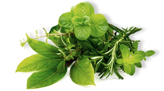 Herbs HQ Image Free Transparent PNG Image