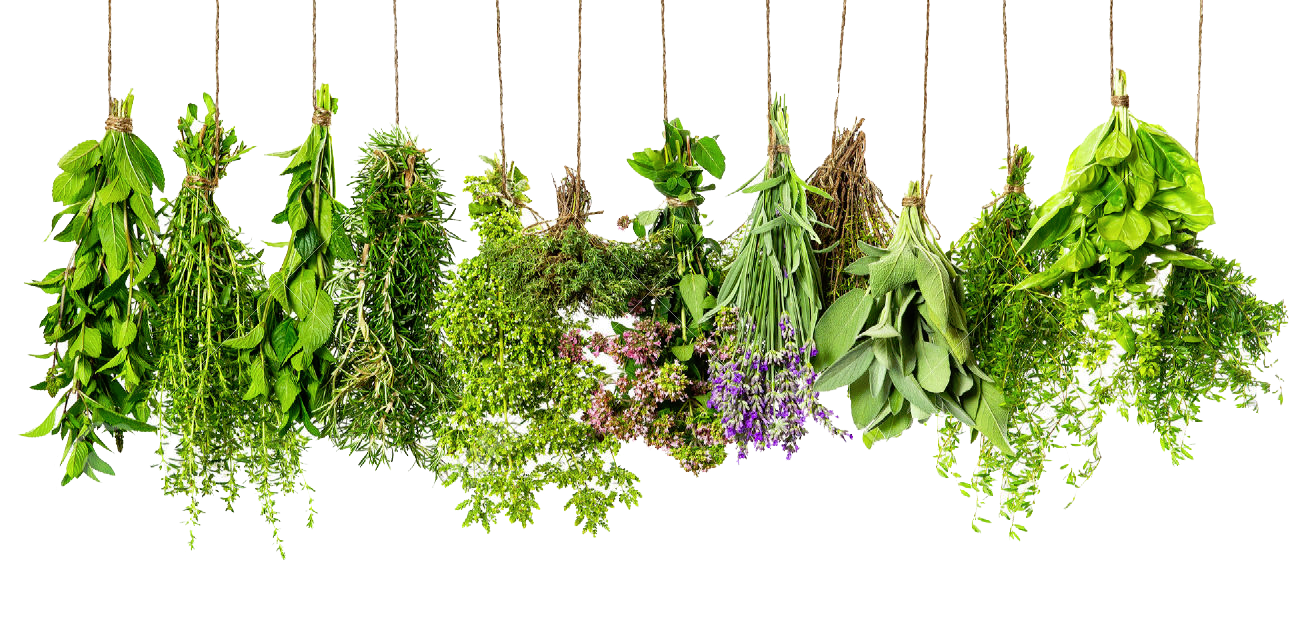 Herbs PNG Download Free Transparent PNG Image