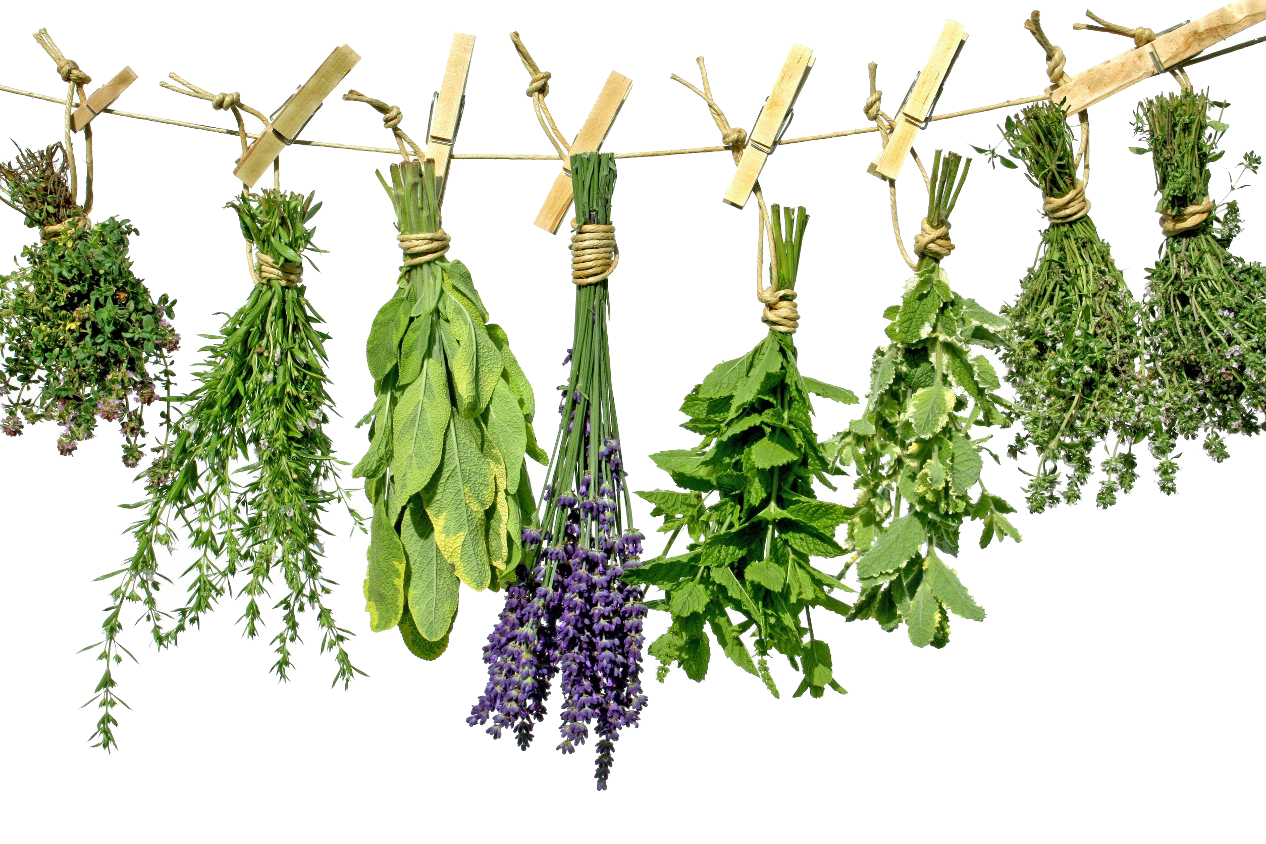 Herbs HQ Image Free Transparent PNG Image