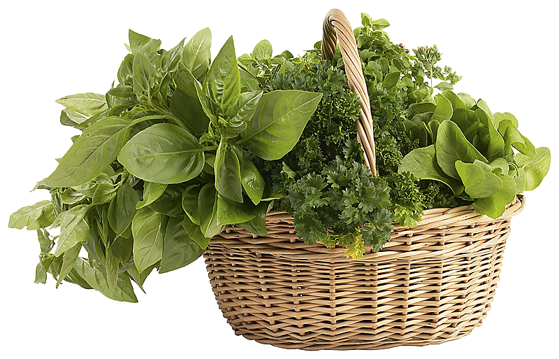 Herbs Photos PNG Download Free Transparent PNG Image