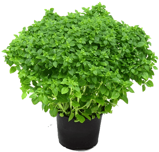 Herbs Free Clipart HD Transparent PNG Image