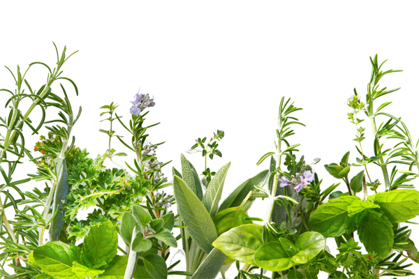 Herbs Download Free Image Transparent PNG Image