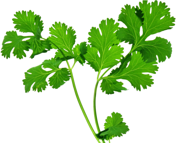 Herbs Leaf Download HD Transparent PNG Image